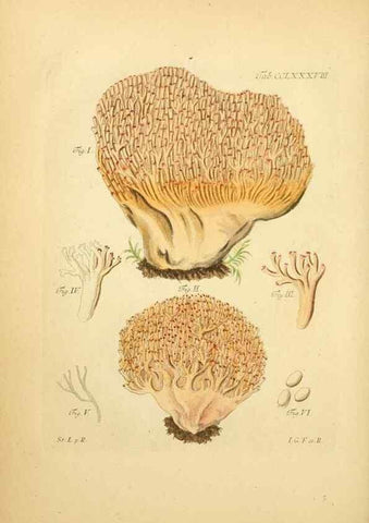 Reproducción/Reproduction 10315549983: Fungorum qui in Bavaria et Palatinatu circa Ratisbonam nascuntur icones, nativis coloribus expressae.. Erlangae,Apud J.J. Palmium,1800.