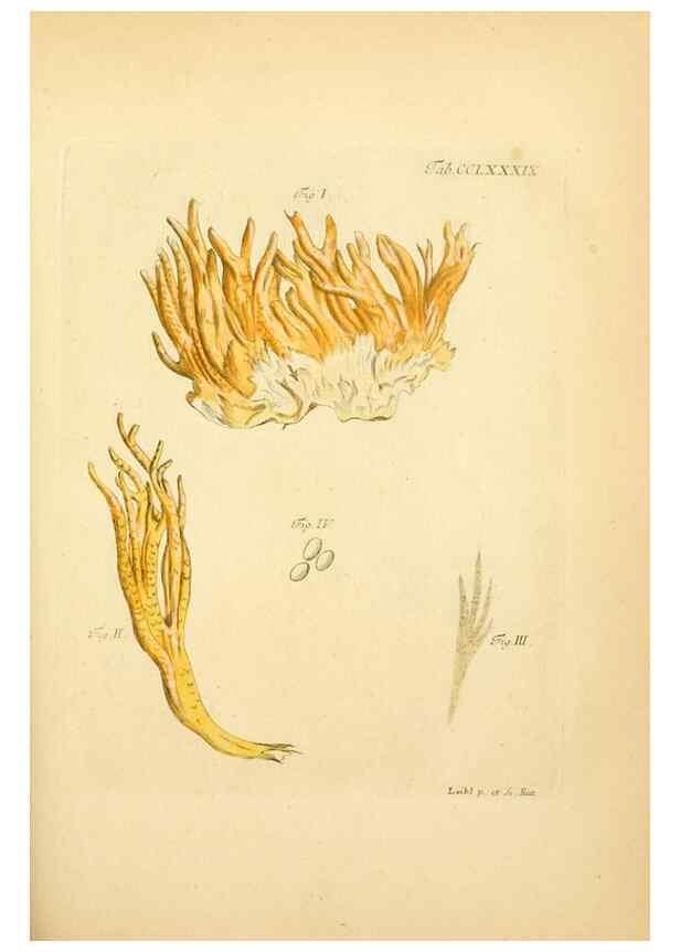 Reproducción/Reproduction 10315393785: Fungorum qui in Bavaria et Palatinatu circa Ratisbonam nascuntur icones, nativis coloribus expressae.. Erlangae,Apud J.J. Palmium,1800.