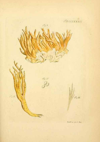 Reproducción/Reproduction 10315393785: Fungorum qui in Bavaria et Palatinatu circa Ratisbonam nascuntur icones, nativis coloribus expressae.. Erlangae,Apud J.J. Palmium,1800.