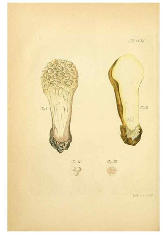 Reproducción/Reproduction 10315371294: Fungorum qui in Bavaria et Palatinatu circa Ratisbonam nascuntur icones, nativis coloribus expressae.. Erlangae,Apud J.J. Palmium,1800.
