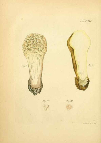 Reproducción/Reproduction 10315371294: Fungorum qui in Bavaria et Palatinatu circa Ratisbonam nascuntur icones, nativis coloribus expressae.. Erlangae,Apud J.J. Palmium,1800.