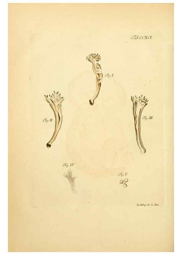 Reproducción/Reproduction 10315563303: Fungorum qui in Bavaria et Palatinatu circa Ratisbonam nascuntur icones, nativis coloribus expressae.. Erlangae,Apud J.J. Palmium,1800.