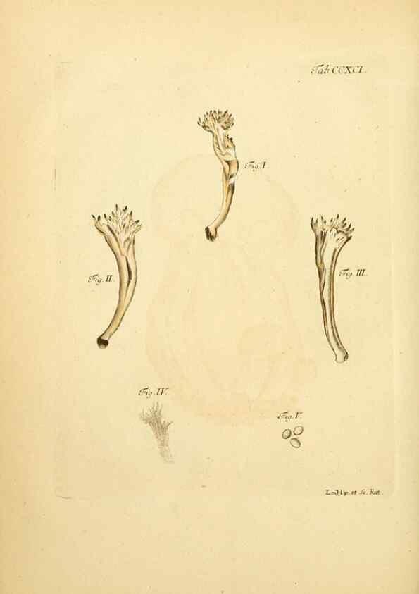 Reproducción/Reproduction 10315563303: Fungorum qui in Bavaria et Palatinatu circa Ratisbonam nascuntur icones, nativis coloribus expressae.. Erlangae,Apud J.J. Palmium,1800.
