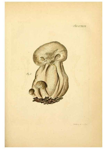 Reproducción/Reproduction 10315407455: Fungorum qui in Bavaria et Palatinatu circa Ratisbonam nascuntur icones, nativis coloribus expressae.. Erlangae,Apud J.J. Palmium,1800.