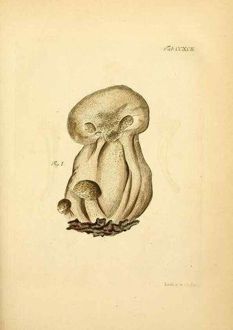 Reproducción/Reproduction 10315407455: Fungorum qui in Bavaria et Palatinatu circa Ratisbonam nascuntur icones, nativis coloribus expressae.. Erlangae,Apud J.J. Palmium,1800.