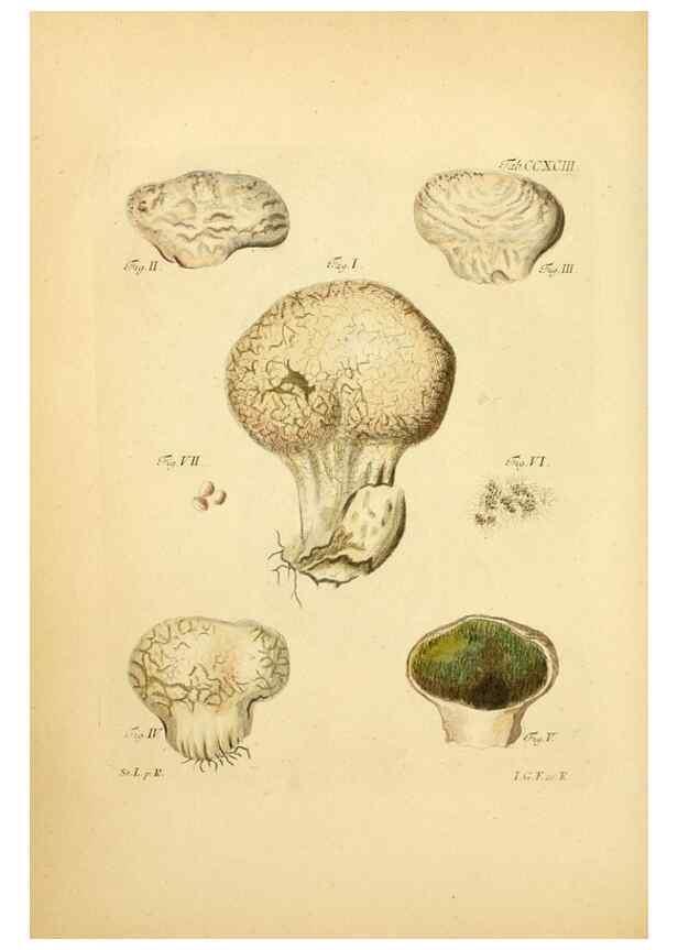 Reproducción/Reproduction 10315411805: Fungorum qui in Bavaria et Palatinatu circa Ratisbonam nascuntur icones, nativis coloribus expressae.. Erlangae,Apud J.J. Palmium,1800.
