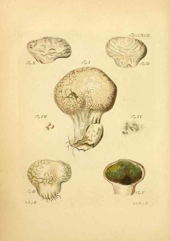 Reproducción/Reproduction 10315411805: Fungorum qui in Bavaria et Palatinatu circa Ratisbonam nascuntur icones, nativis coloribus expressae.. Erlangae,Apud J.J. Palmium,1800.