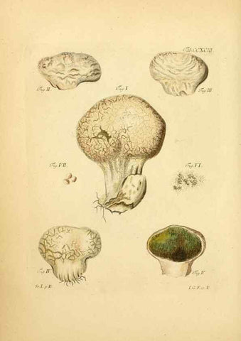 Reproducción/Reproduction 10315411805: Fungorum qui in Bavaria et Palatinatu circa Ratisbonam nascuntur icones, nativis coloribus expressae.. Erlangae,Apud J.J. Palmium,1800.