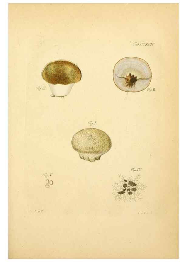 Reproducción/Reproduction 10315415755: Fungorum qui in Bavaria et Palatinatu circa Ratisbonam nascuntur icones, nativis coloribus expressae.. Erlangae,Apud J.J. Palmium,1800.