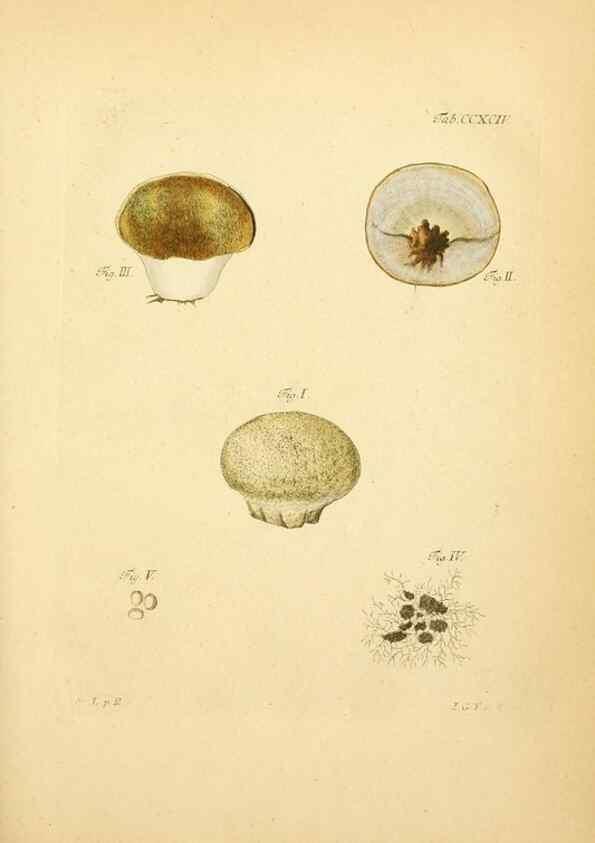 Reproducción/Reproduction 10315415755: Fungorum qui in Bavaria et Palatinatu circa Ratisbonam nascuntur icones, nativis coloribus expressae.. Erlangae,Apud J.J. Palmium,1800.