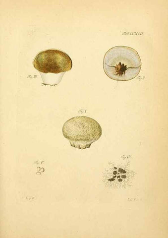 Reproducción/Reproduction 10315415755: Fungorum qui in Bavaria et Palatinatu circa Ratisbonam nascuntur icones, nativis coloribus expressae.. Erlangae,Apud J.J. Palmium,1800.