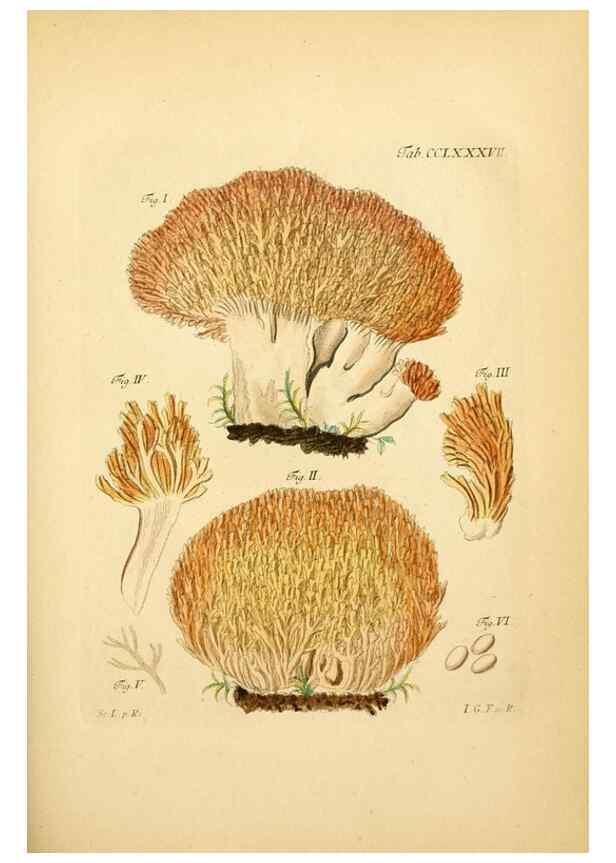 Reproducción/Reproduction 10315545023: Fungorum qui in Bavaria et Palatinatu circa Ratisbonam nascuntur icones, nativis coloribus expressae.. Erlangae,Apud J.J. Palmium,1800.