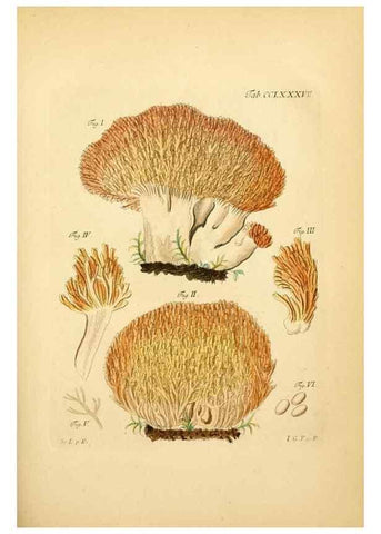 Reproducción/Reproduction 10315545023: Fungorum qui in Bavaria et Palatinatu circa Ratisbonam nascuntur icones, nativis coloribus expressae.. Erlangae,Apud J.J. Palmium,1800.
