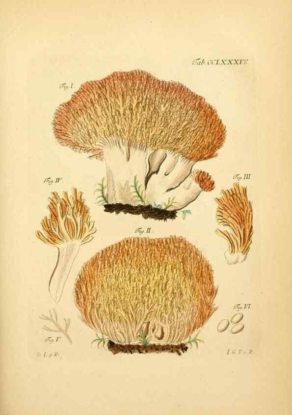 Reproducción/Reproduction 10315545023: Fungorum qui in Bavaria et Palatinatu circa Ratisbonam nascuntur icones, nativis coloribus expressae.. Erlangae,Apud J.J. Palmium,1800.