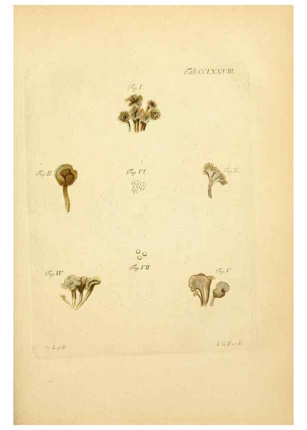 Reproducción/Reproduction 10315335946: Fungorum qui in Bavaria et Palatinatu circa Ratisbonam nascuntur icones, nativis coloribus expressae.. Erlangae,Apud J.J. Palmium,1800.