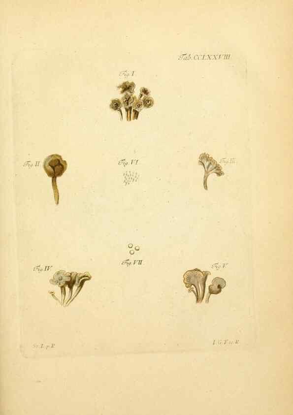 Reproducción/Reproduction 10315335946: Fungorum qui in Bavaria et Palatinatu circa Ratisbonam nascuntur icones, nativis coloribus expressae.. Erlangae,Apud J.J. Palmium,1800.
