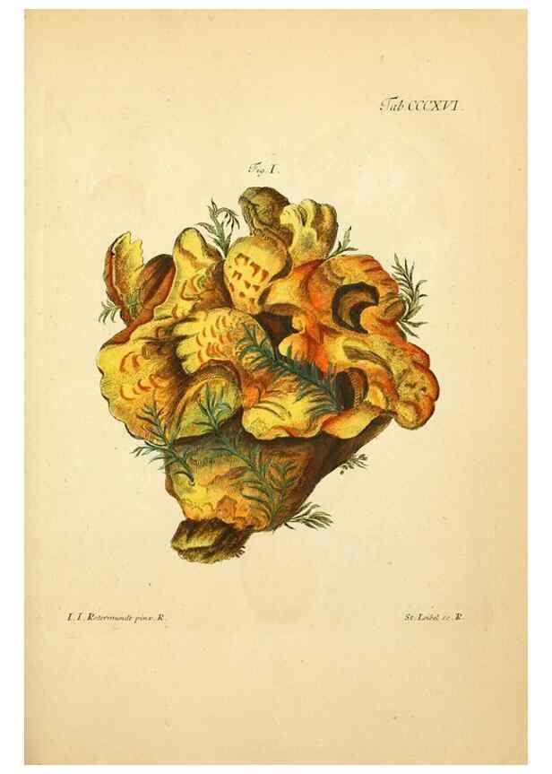 Reproducción/Reproduction 10315543486: Fungorum qui in Bavaria et Palatinatu circa Ratisbonam nascuntur icones, nativis coloribus expressae.. Erlangae,Apud J.J. Palmium,1800.