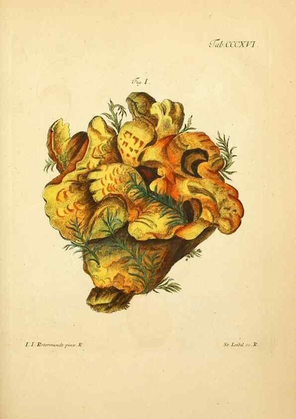 Reproducción/Reproduction 10315543486: Fungorum qui in Bavaria et Palatinatu circa Ratisbonam nascuntur icones, nativis coloribus expressae.. Erlangae,Apud J.J. Palmium,1800.