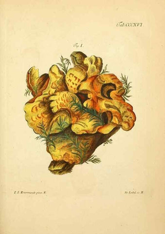 Reproducción/Reproduction 10315543486: Fungorum qui in Bavaria et Palatinatu circa Ratisbonam nascuntur icones, nativis coloribus expressae.. Erlangae,Apud J.J. Palmium,1800.