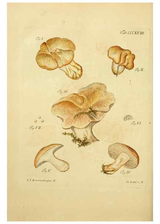 Reproducción/Reproduction 10315534935: Fungorum qui in Bavaria et Palatinatu circa Ratisbonam nascuntur icones, nativis coloribus expressae.. Erlangae,Apud J.J. Palmium,1800.