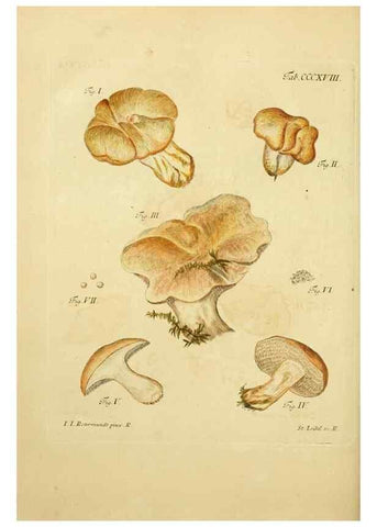 Reproducción/Reproduction 10315534935: Fungorum qui in Bavaria et Palatinatu circa Ratisbonam nascuntur icones, nativis coloribus expressae.. Erlangae,Apud J.J. Palmium,1800.