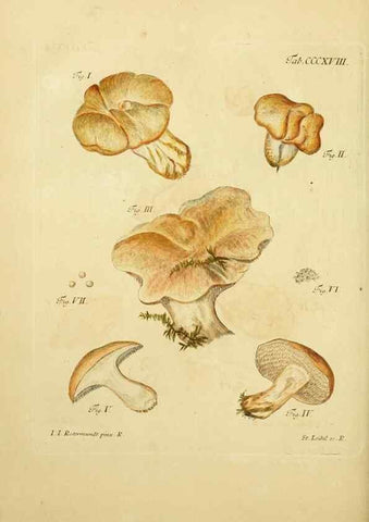 Reproducción/Reproduction 10315534935: Fungorum qui in Bavaria et Palatinatu circa Ratisbonam nascuntur icones, nativis coloribus expressae.. Erlangae,Apud J.J. Palmium,1800.