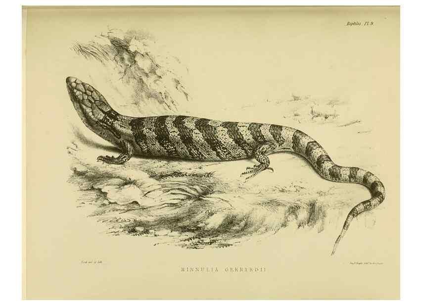 Reproducción/Reproduction 10327859595: The zoology of the voyage of the H.M.S. Erebus & Terror,. London,E. W. Janson,1844-1875.