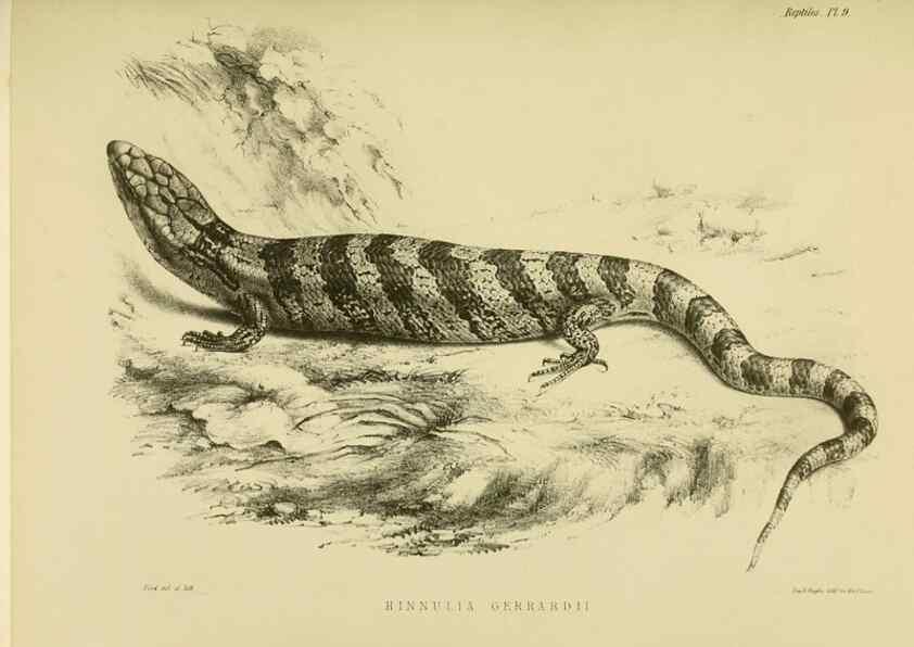 Reproducción/Reproduction 10327859595: The zoology of the voyage of the H.M.S. Erebus & Terror,. London,E. W. Janson,1844-1875.