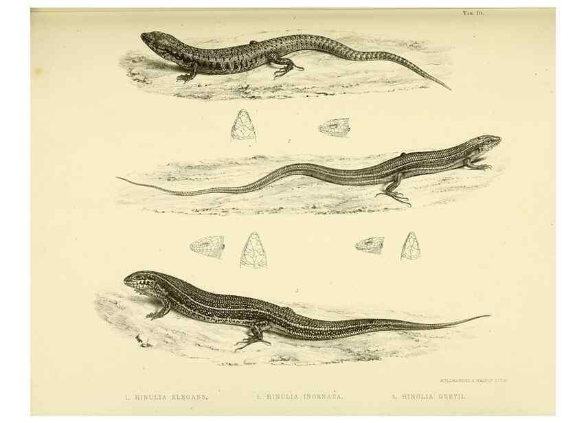 Reproducción/Reproduction 10327862526: The zoology of the voyage of the H.M.S. Erebus & Terror,. London,E. W. Janson,1844-1875.