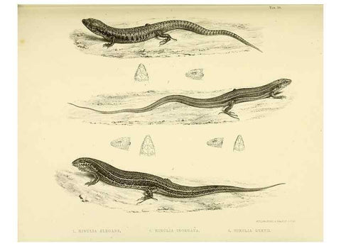Reproducción/Reproduction 10327862526: The zoology of the voyage of the H.M.S. Erebus & Terror,. London,E. W. Janson,1844-1875.