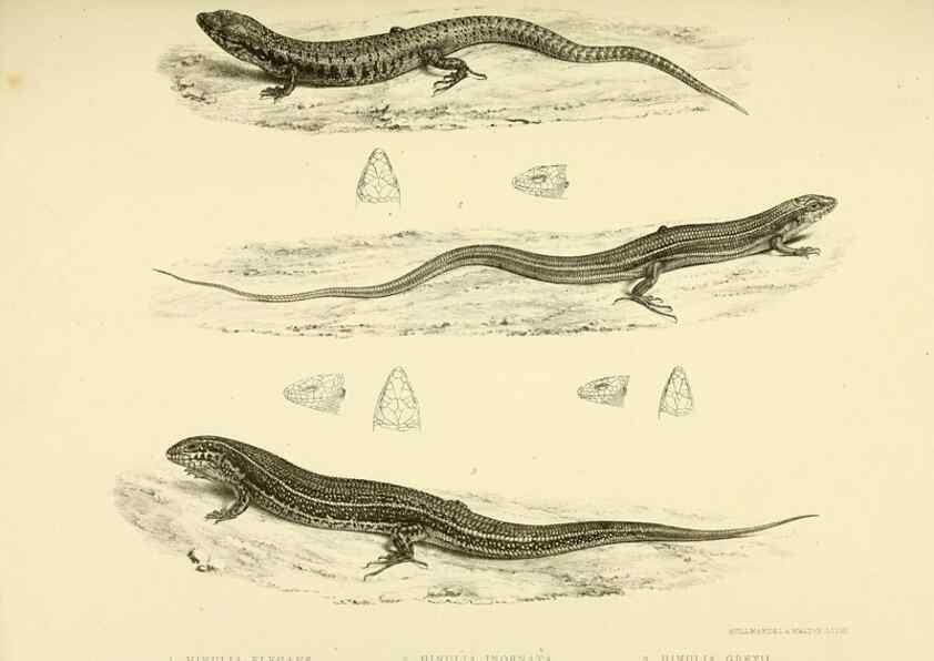 Reproducción/Reproduction 10327862526: The zoology of the voyage of the H.M.S. Erebus & Terror,. London,E. W. Janson,1844-1875.