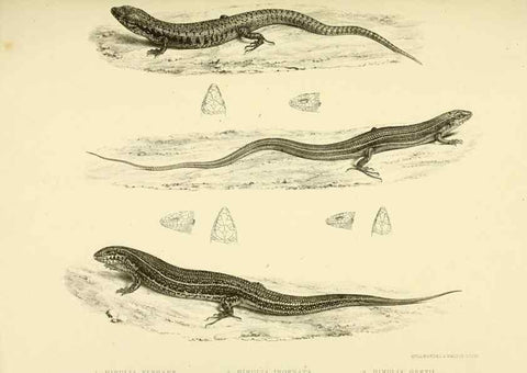 Reproducción/Reproduction 10327862526: The zoology of the voyage of the H.M.S. Erebus & Terror,. London,E. W. Janson,1844-1875.