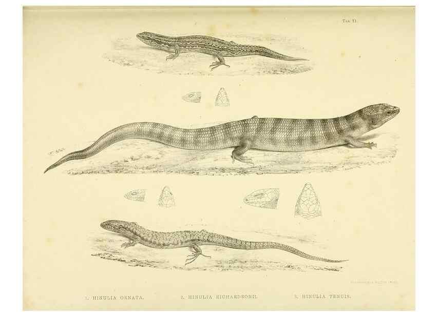 Reproducción/Reproduction 10327864475: The zoology of the voyage of the H.M.S. Erebus & Terror,. London,E. W. Janson,1844-1875.