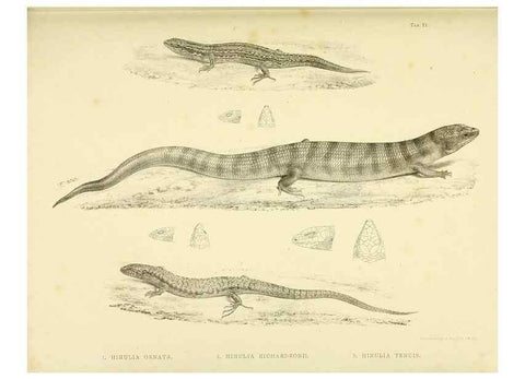 Reproducción/Reproduction 10327864475: The zoology of the voyage of the H.M.S. Erebus & Terror,. London,E. W. Janson,1844-1875.