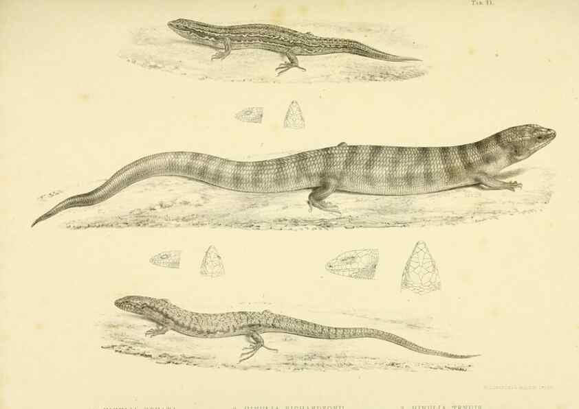 Reproducción/Reproduction 10327864475: The zoology of the voyage of the H.M.S. Erebus & Terror,. London,E. W. Janson,1844-1875.