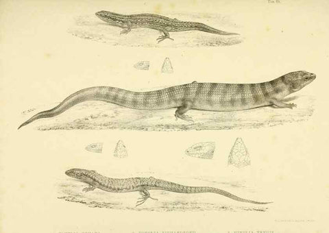 Reproducción/Reproduction 10327864475: The zoology of the voyage of the H.M.S. Erebus & Terror,. London,E. W. Janson,1844-1875.