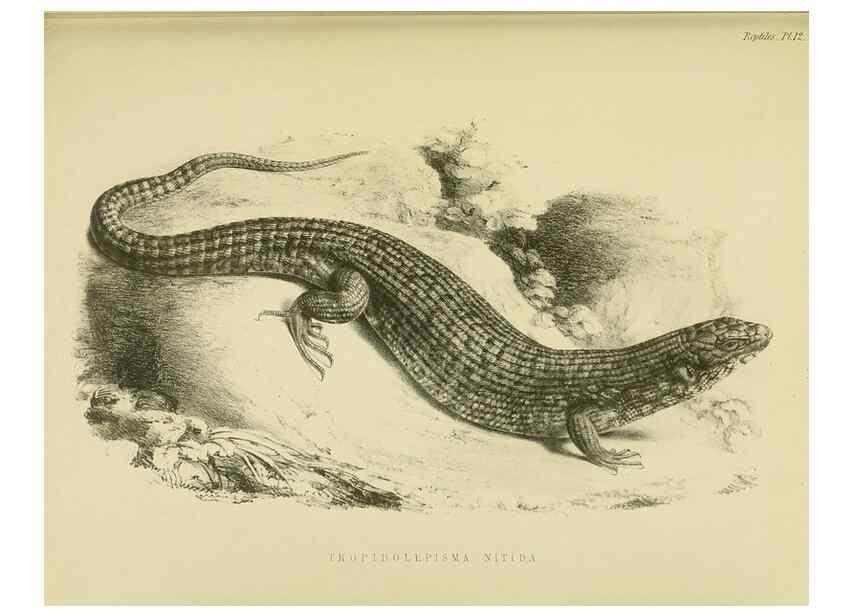 Reproducción/Reproduction 10327851454: The zoology of the voyage of the H.M.S. Erebus & Terror,. London,E. W. Janson,1844-1875.