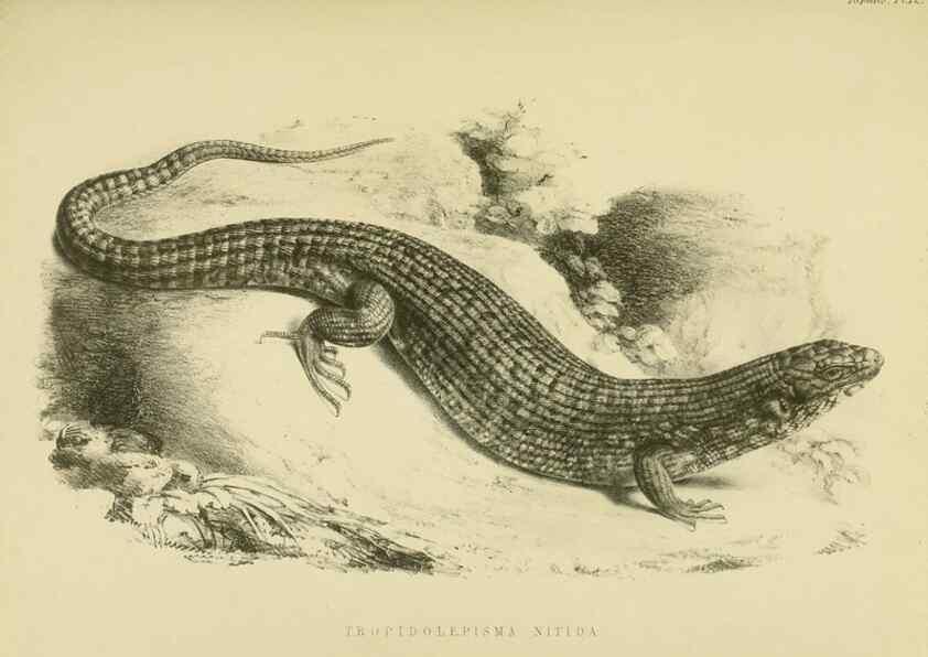 Reproducción/Reproduction 10327851454: The zoology of the voyage of the H.M.S. Erebus & Terror,. London,E. W. Janson,1844-1875.