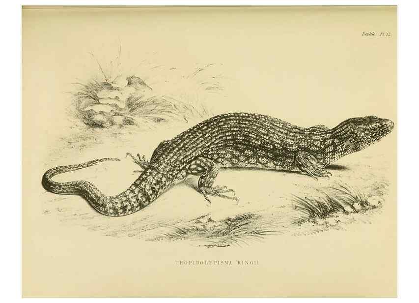Reproducción/Reproduction 10327869355: The zoology of the voyage of the H.M.S. Erebus & Terror,. London,E. W. Janson,1844-1875.