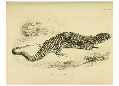 Reproducción/Reproduction 10327869355: The zoology of the voyage of the H.M.S. Erebus & Terror,. London,E. W. Janson,1844-1875.