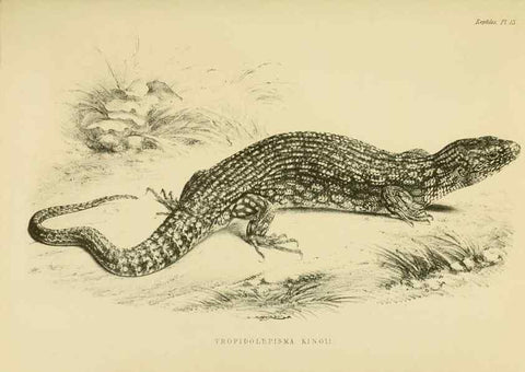 Reproducción/Reproduction 10327869355: The zoology of the voyage of the H.M.S. Erebus & Terror,. London,E. W. Janson,1844-1875.