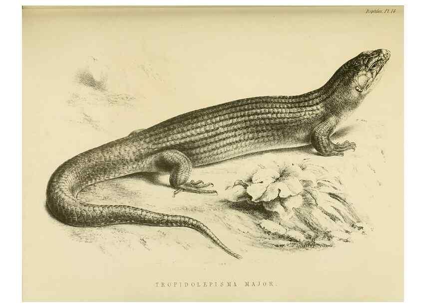 Reproducción/Reproduction 10328031333: The zoology of the voyage of the H.M.S. Erebus & Terror,. London,E. W. Janson,1844-1875.