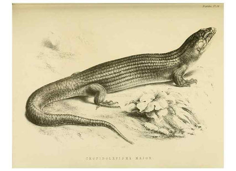 Reproducción/Reproduction 10328031333: The zoology of the voyage of the H.M.S. Erebus & Terror,. London,E. W. Janson,1844-1875.