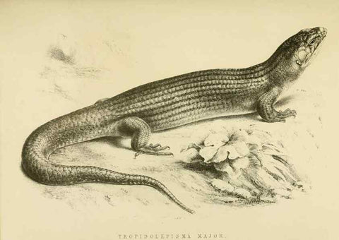Reproducción/Reproduction 10328031333: The zoology of the voyage of the H.M.S. Erebus & Terror,. London,E. W. Janson,1844-1875.