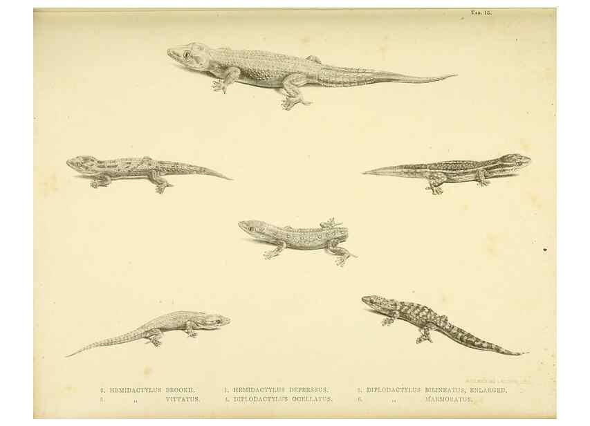 Reproducción/Reproduction 10328033213: The zoology of the voyage of the H.M.S. Erebus & Terror,. London,E. W. Janson,1844-1875.