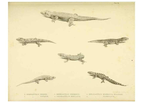 Reproducción/Reproduction 10328033213: The zoology of the voyage of the H.M.S. Erebus & Terror,. London,E. W. Janson,1844-1875.