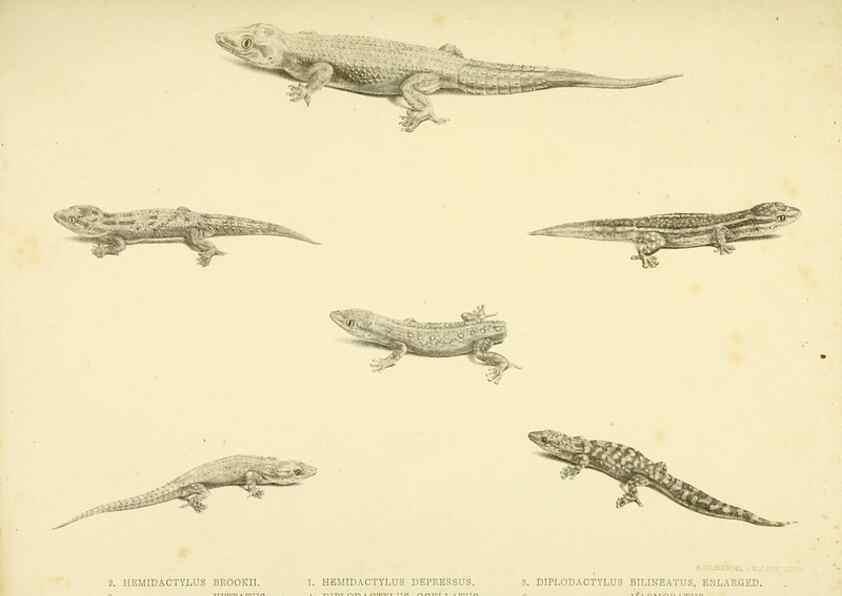Reproducción/Reproduction 10328033213: The zoology of the voyage of the H.M.S. Erebus & Terror,. London,E. W. Janson,1844-1875.