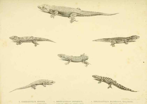 Reproducción/Reproduction 10328033213: The zoology of the voyage of the H.M.S. Erebus & Terror,. London,E. W. Janson,1844-1875.