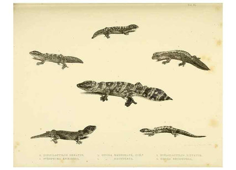 Reproducción/Reproduction 10327876786: The zoology of the voyage of the H.M.S. Erebus & Terror,. London,E. W. Janson,1844-1875.