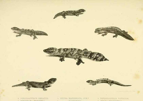 Reproducción/Reproduction 10327876786: The zoology of the voyage of the H.M.S. Erebus & Terror,. London,E. W. Janson,1844-1875.